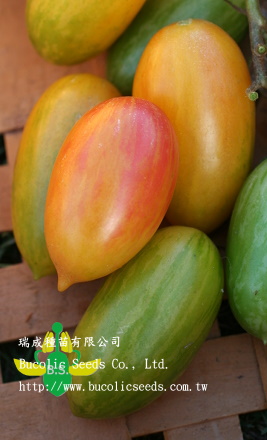 Tomato 40 - Tomato 40